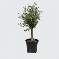 Olijfboom Olea Europaea Lorc - 130cm / stamomtrek 17-20cm