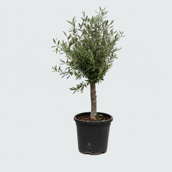 Olivo Olea Europaea Lorc - 130cm / perímetro del tronco 17-20cm