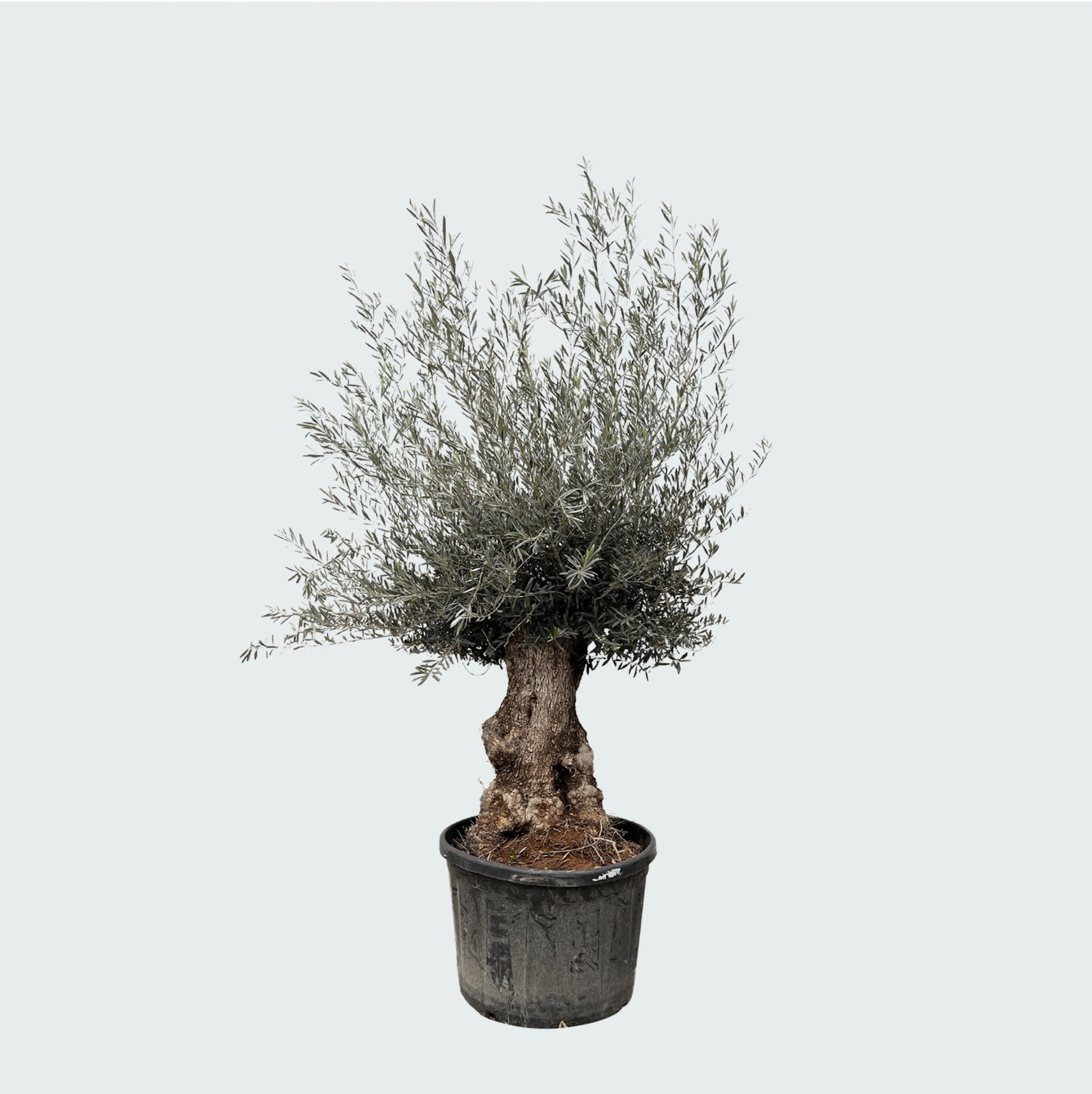 Olivetree Olea Europaea bonsai XXL