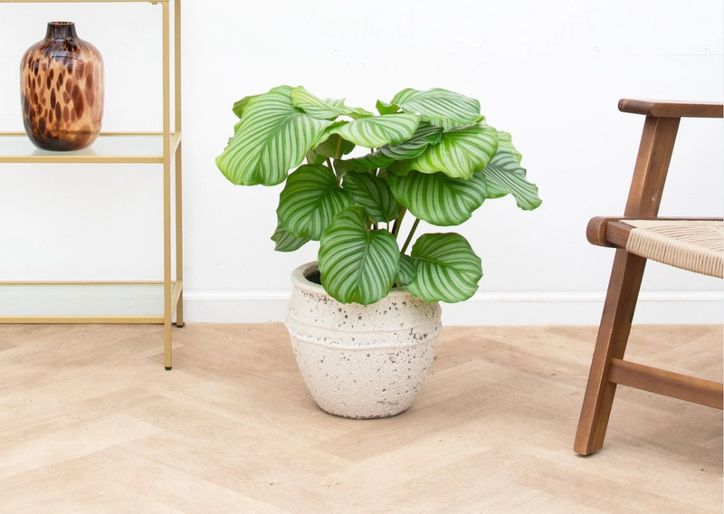 Verzorging Calathea verzorging - Green Bubble