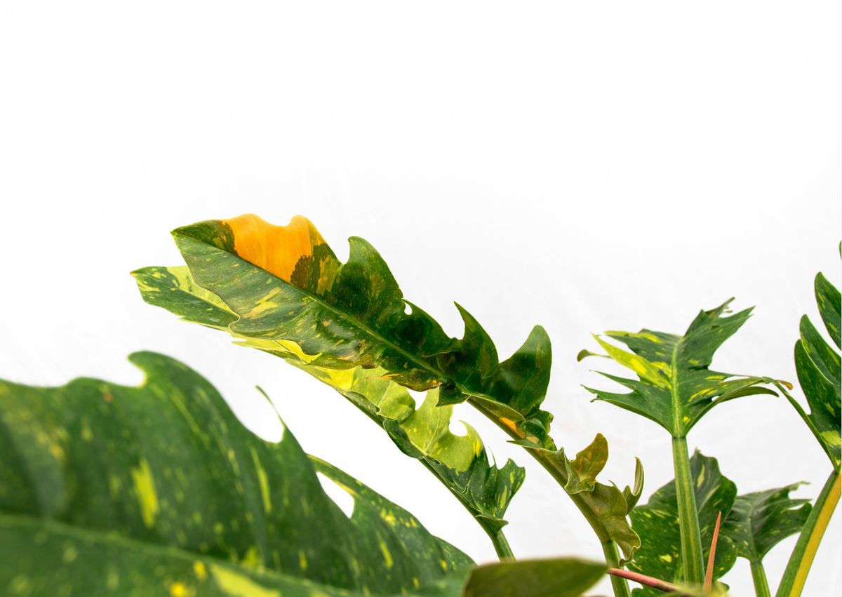 Verzorging Philodendron verzorging - Green Bubble