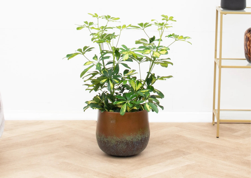 Verzorging Schefflera verzorging - Green Bubble