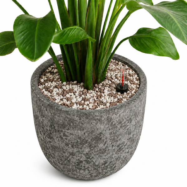 Mise en pot d'une plante d'intérieur kopen bij Green Bubble