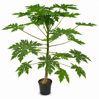 Papaya - 180cm