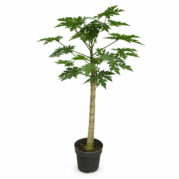 Papaja - 225cm kopen bij Green Bubble