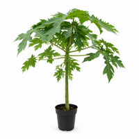 Papaya - 50cm