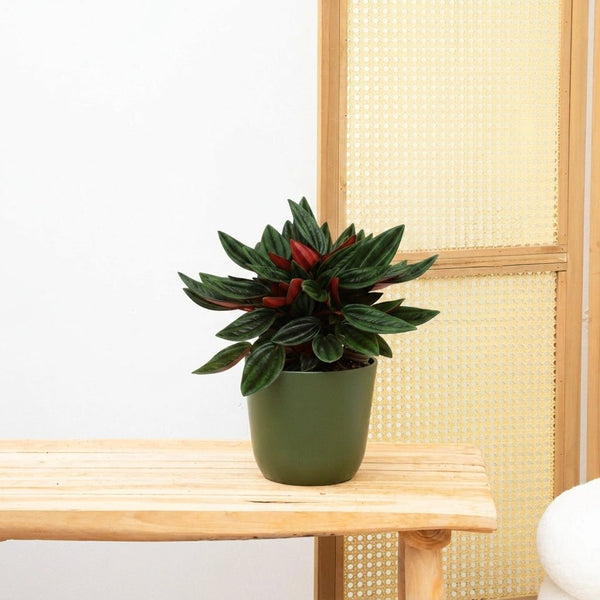 Peperomia Caperata Rosso - 20cm kopen bij Green Bubble