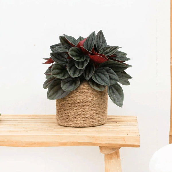 Peperomia Santorini - 20cm
