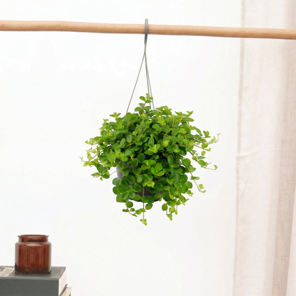 Hangplant Peperomia Rotundifolia - 30cm kopen bij Green Bubble