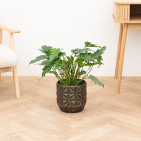 Philodendron Xanadu - 70cm