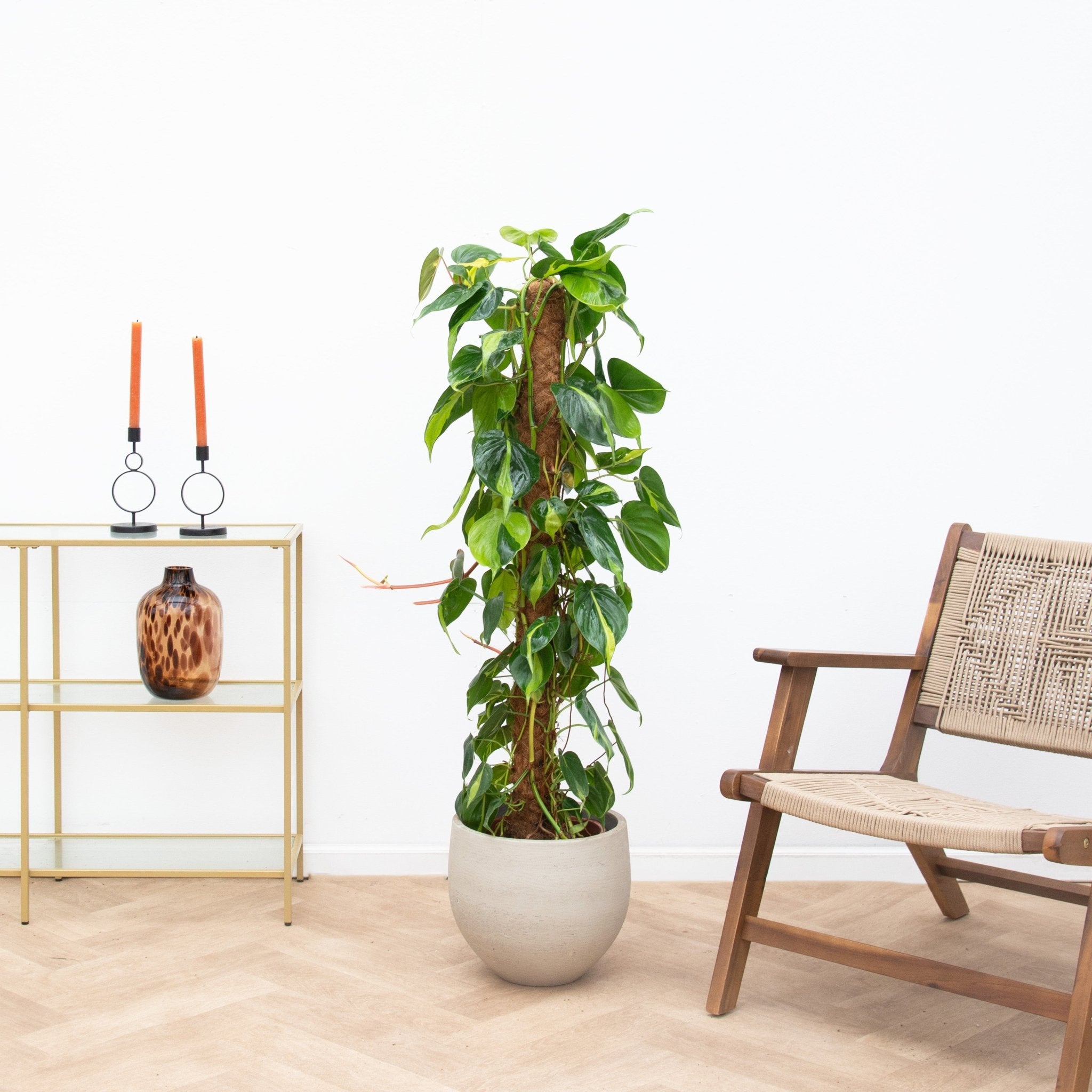 philodendron interieur Philodendron Brasil | 160 cm