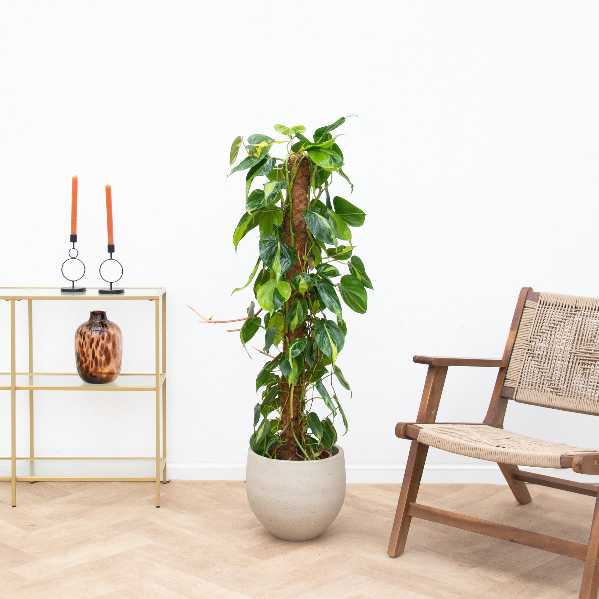 philodendron brasil verzorging Philodendron Brasil | 160cm