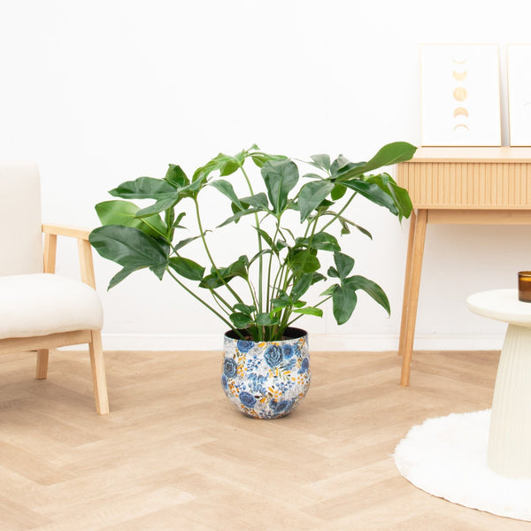 Philodendron Green Wonder - 120 cm 