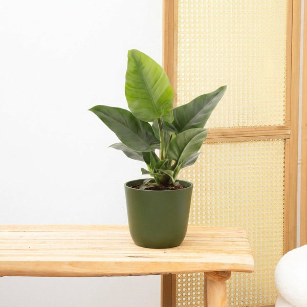 Philodendron Imperial Green - 40cm