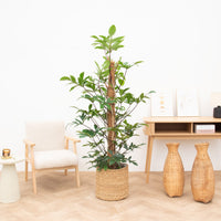 Philodendron Pedatum - 170cm