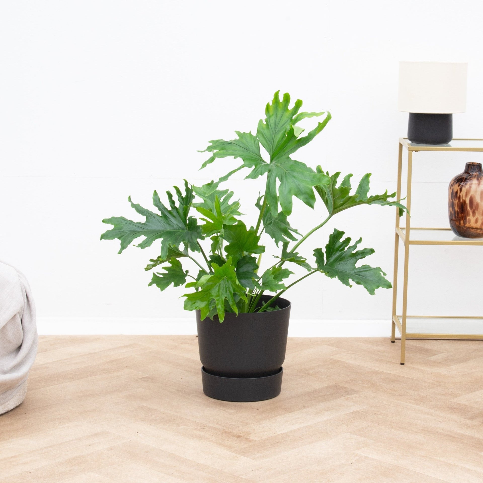 philodendron selloum price Philodendron Selloum XL | 60cm