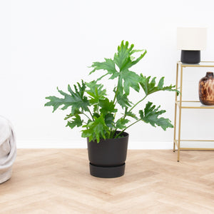 Philodendron Selloum - 80cm