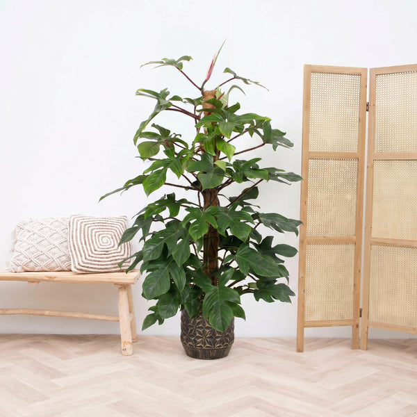 Philodendron Squamiferum - 170cm