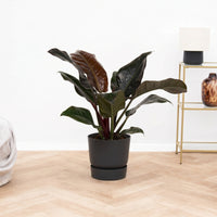 Philodendron Imperial Red Beauty - 70cm