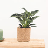 Product afbeelding 1
