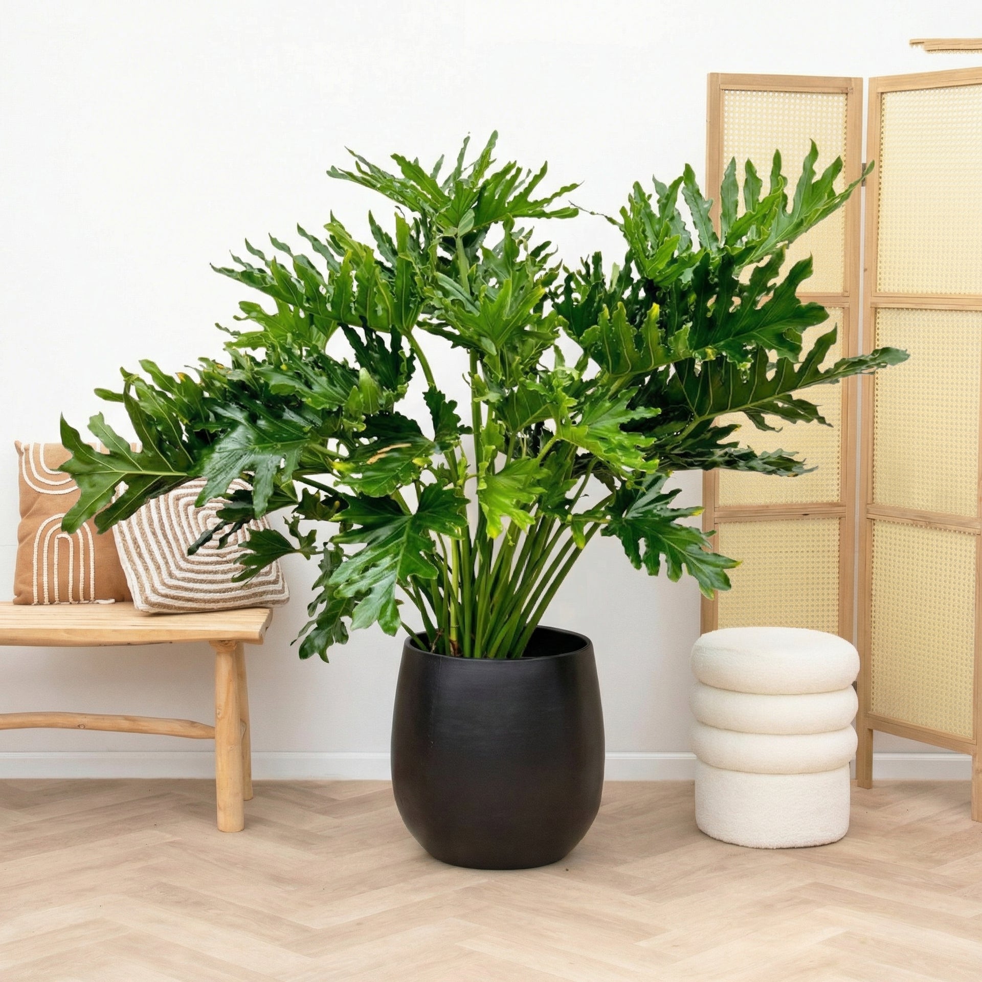 selloum plant indoor Philodendron selloum - 130cm