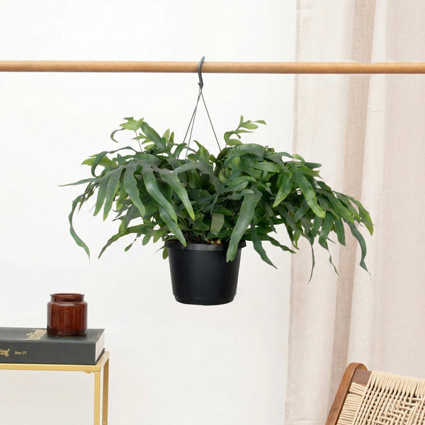 Phlebodium Aureum Blue Star hangplant - 40cm