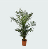 Product afbeelding 7