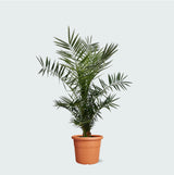Product afbeelding 1