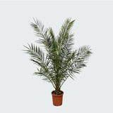 Product afbeelding 4