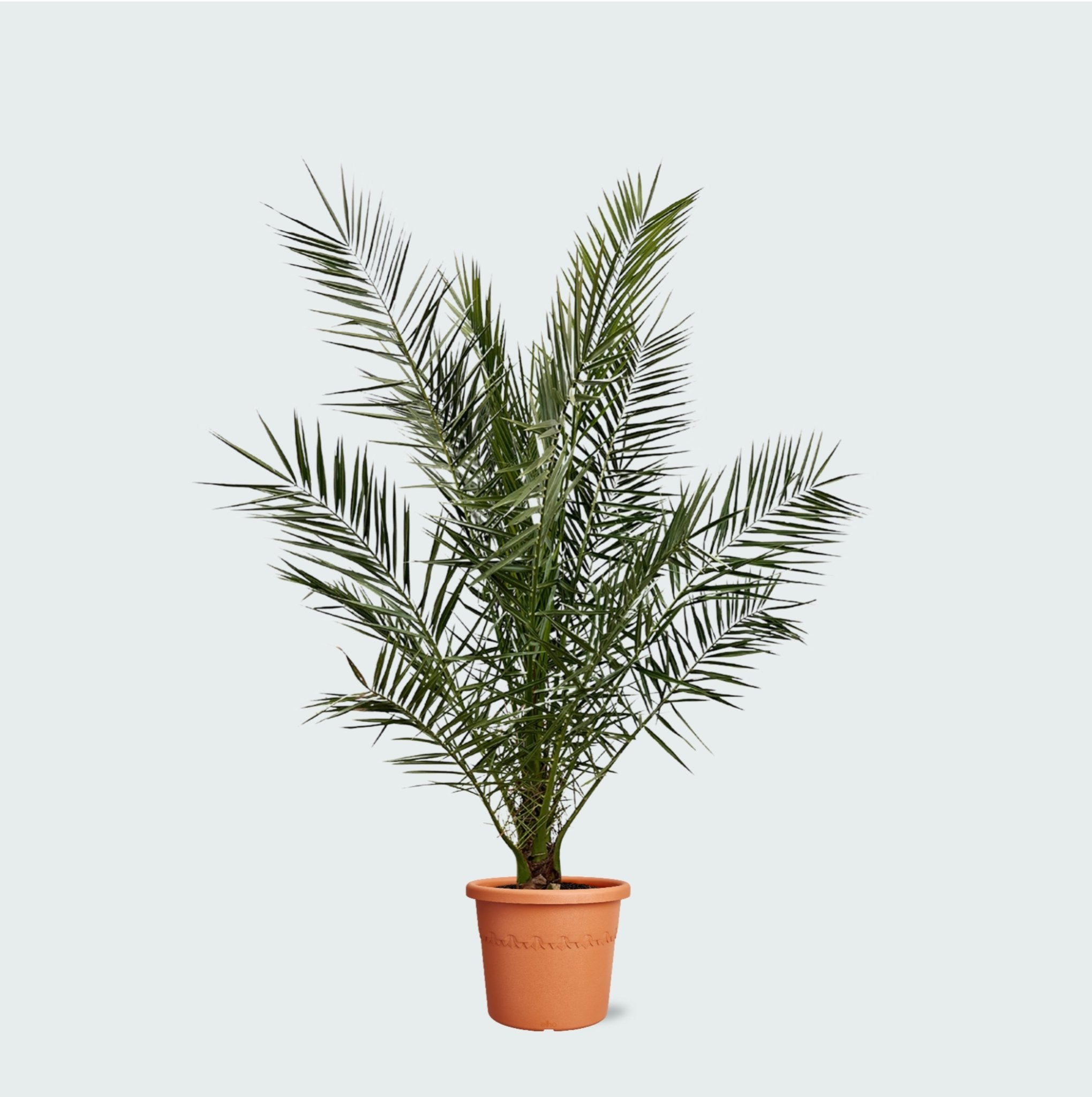 Phoenix Canariensis | 170cm