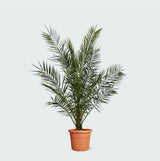 Product afbeelding 1