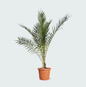 Phoenix Canariensis - 220cm
