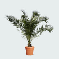 Phoenix Canariensis - 300cm