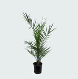 Product afbeelding 3