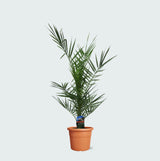 Product afbeelding 1