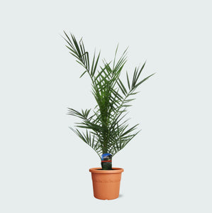 Phoenix Canariensis dubbelstam - 80cm
