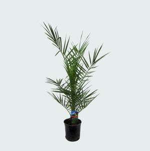 Phoenix Canariensis dubbelstam - 80cm