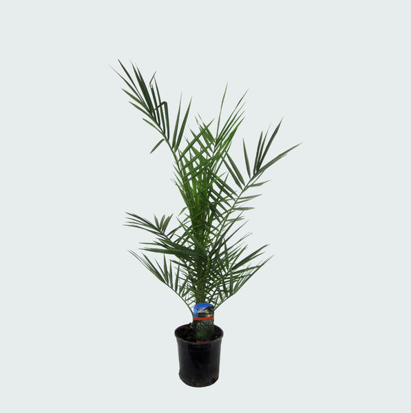 Phoenix Canariensis dubbelstam - 80cm