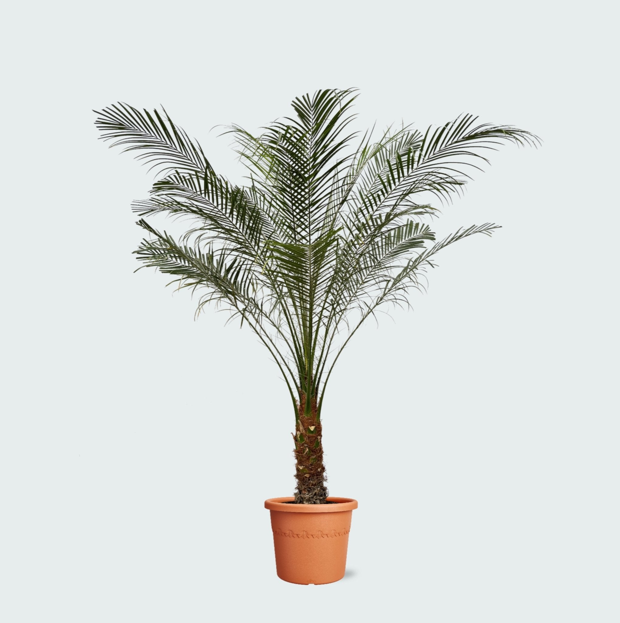 plant phoenix roebelenii palm Phoenix roebelenii on stam | 150cm