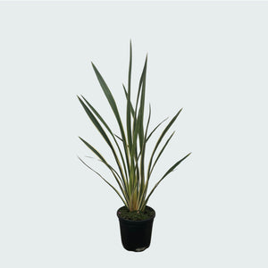Phormium Tenax Variegata - 80cm