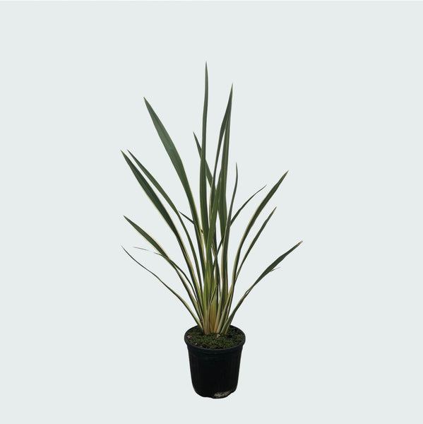 Phormium Tenax Variegata - 80cm