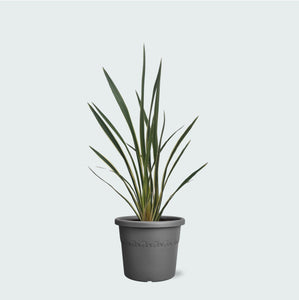 Phormium Tenax Variegata - 80cm