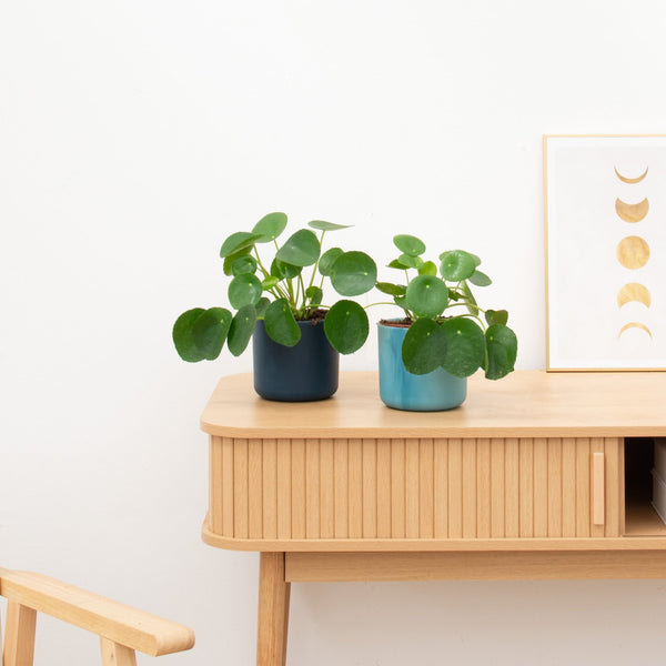 2 x Pilea Peperomioides (Pannenkoekenplant) - 20 cm