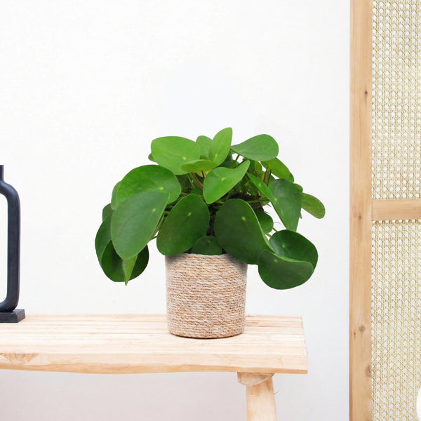 Pilea Peperomioides (Pannenkoekenplant) - 40 cm
