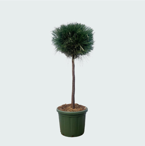 Pinus Caserarina - 180 cm