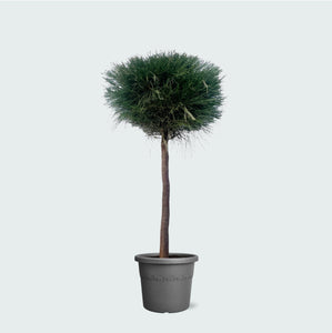 Pinus Caserarina - 180 cm