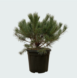 Pinus Mugo Pumilio - 60cm