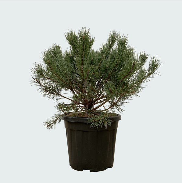 Pinus Mugo Pumilio - 60cm
