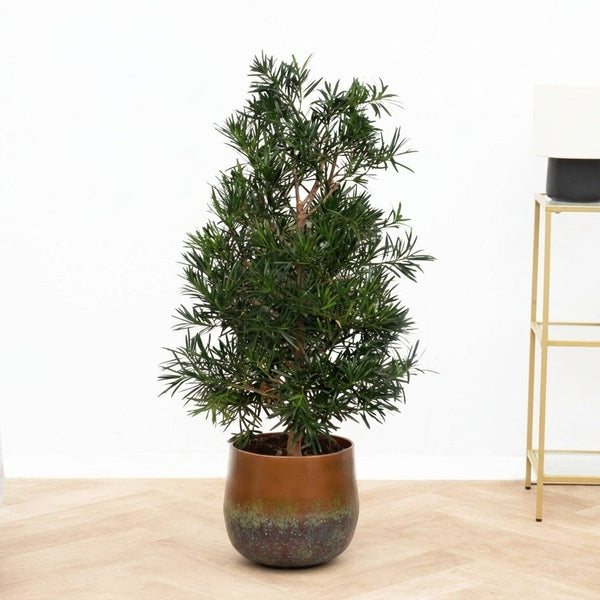 Podocarpus Macrophylla - 120cm