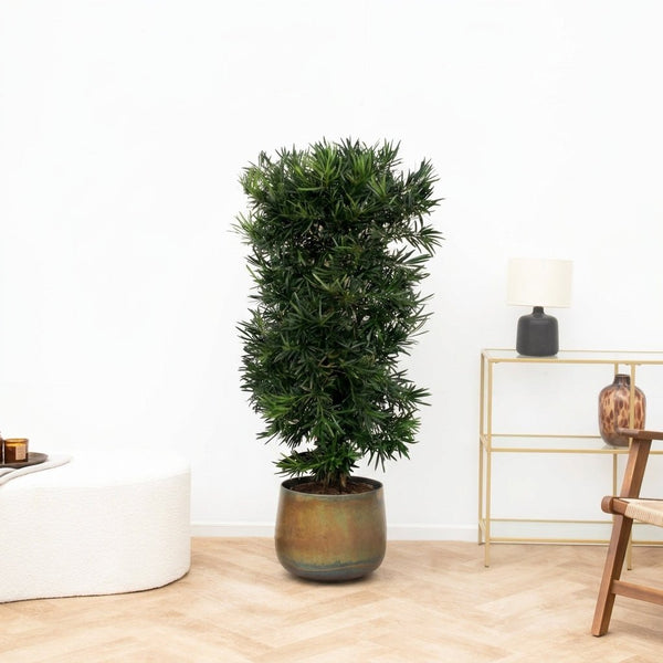 Podocarpus Macrophylla - 140cm kopen bij Green Bubble